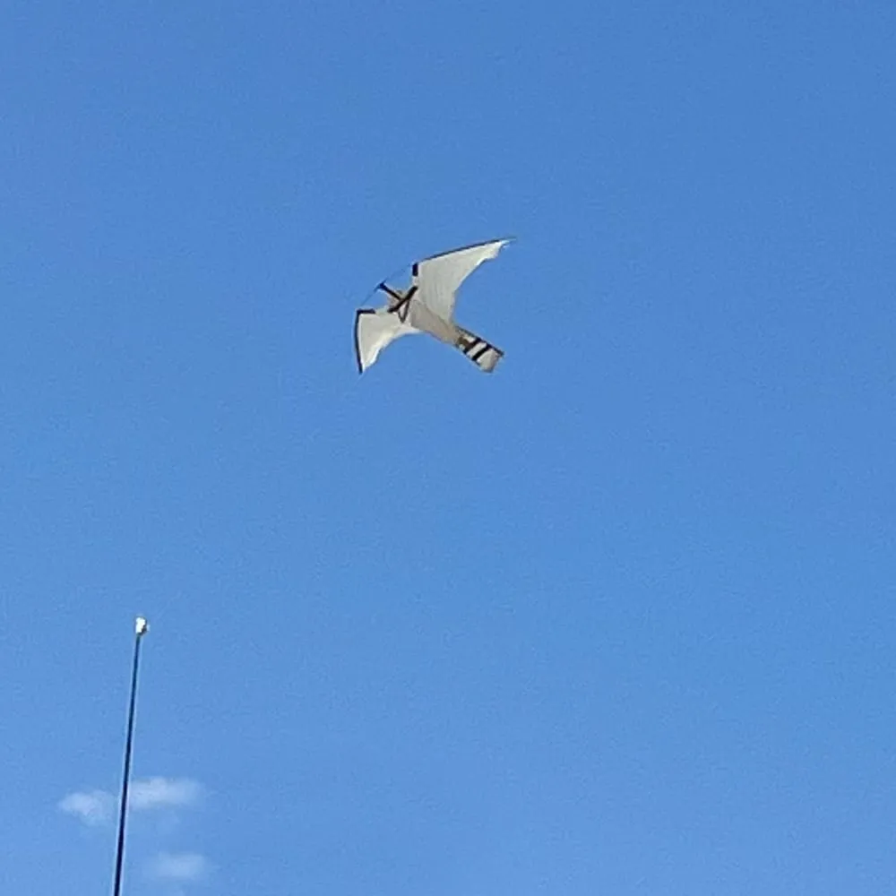 Falcon Kite with Fiberglass Pole